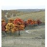 Fall Colors Deciduous Tree Pack - Ready Made Trees(TM) -- 3/4 to 2′ 1.9 to 5.1cm pkg(38), All Scales, Woodland Scenics 1575
