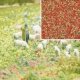 Foam Flock Ground Cover -- Summer Flowers 6-3/4oz 200ml, ALL Busch Gmbh & Co Kg 7357
