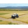 Thinning Grass Pad - 11-11/16 x 8-1/4′ 29.7 x 21cm -- Harvested (Cut) Corn Field, HO Busch Gmbh & Co Kg 1310