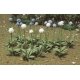 Giant Onion (Allium Giganteum) -- pkg(30), HO JTT Miniature Tree 95596
