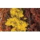 Fine Leaf Foliage(TM) - 75 Cu. In. 1.2 Cu. m. -- Fall Mix, ALL Woodland Scenics 1135