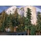 Redwood Trees -- 10 to 11′ 25.4 to 27.9cm pkg(2), ALL Grand Central Scenery T43