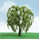 Willow Trees - Pro Elite -- 1-3/4 - 2′ 1.5 - 5.1cm pkg(3), N JTT Miniature Tree 92202