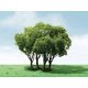 Privet Trees -- 1-3/4 - 2′ 4.4 - 5.1cm Tall pkg(3), ALL JTT Miniature Tree 92203