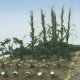 Veggies In Bloom - Kit, ALL JTT Miniature Tree 95704