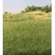 Static Grass 5/32′ 4mm Tall - All Game Terrain -- Medium Green, All Scales, Woodland Scenics 6572