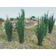 Cattails -- 3/4′ 1.9cm pkg(24), HO, Bachmann Industries 32505