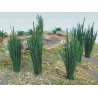 Cattails -- 3/4′ 1.9cm pkg(24), HO, Bachmann Industries 32505