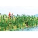 Cattails and Bull Rush Plants -- Kit pkg(120), HO, Busch Gmbh & Co Kg 1256