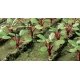 Rhubarb Plants -- pkg(28), HO, JTT Miniature Tree 95592