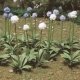 Giant Onion (Allium Giganteum) -- pkg(18), O, JTT Miniature Tree 95597