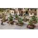 Ornamental Bushes -- 12 Pieces, 1-7/16 - 1-15/16′ 4cm - 5cm, All Scales, Noch Gmbh & Co 21546