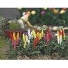 Garden Lupins pkg(16) -- Assorted Colors, HO, Busch Gmbh & Co Kg 1218