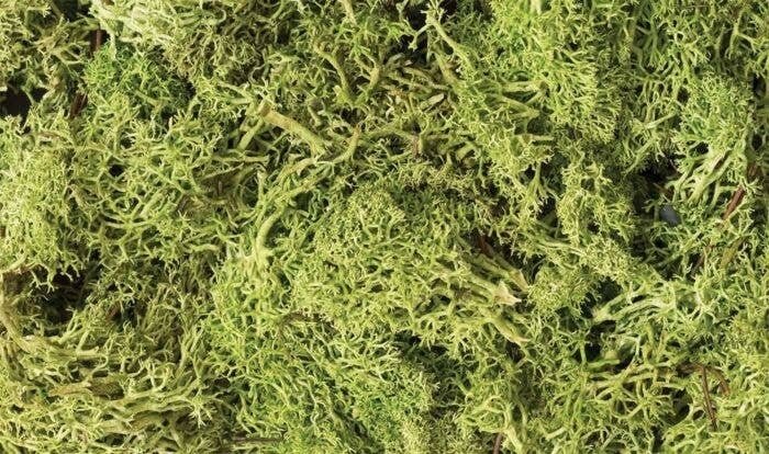 Lichen - 1.5qts 1.4L -- Light Green, All Scales, Woodland Scenics 162