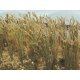 Wheat -- 1′ 2.5cm Tall pkg(30), HO, Bachmann Industries 32508