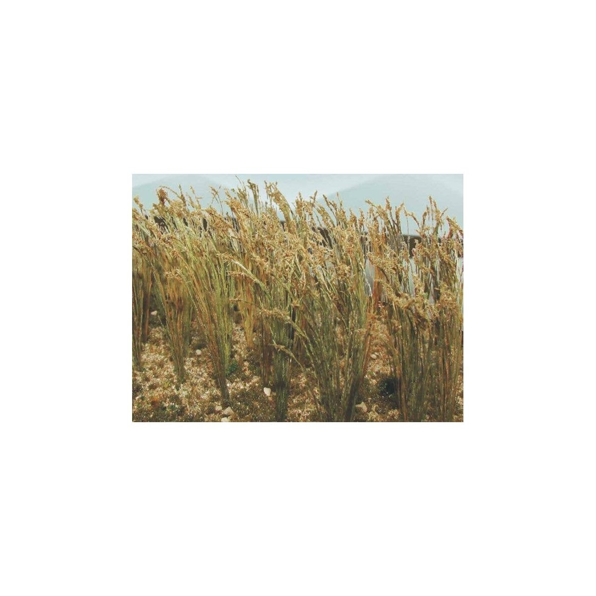 Wheat -- 1′ 2.5cm Tall pkg(30), HO, Bachmann Industries 32508