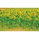 Sunflowers - Assembled -- 1′ 2.5cm Tall pkg(16), HO, JTT Miniature Tree 95523