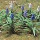 Grape Hyacinth (Muscari) -- pkg(18), O, JTT Miniature Tree 95599