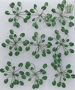 Lily Pads -- 1-1/2′ 3.8cm Wide pkg(9), O, JTT Miniature Tree 95538