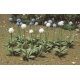 Giant Onion (Allium Giganteum) -- pkg(30), HO, JTT Miniature Tree 95596