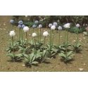 Giant Onion (Allium Giganteum) -- pkg(30), HO, JTT Miniature Tree 95596