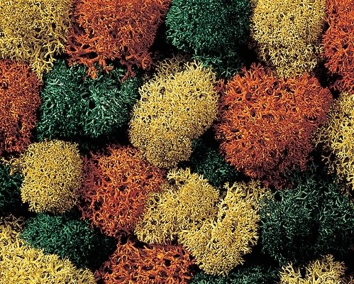 Lichen Single Pack -- Autumn Assorted, All Scales, Noch Gmbh & Co 8630