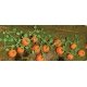 Pumpkins -- 1-3/8′ 3.5cm Long pkg(6), HO, JTT Miniature Tree 95531