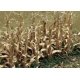 Dried Corn Stalks -- pkg(30), HO, JTT Miniature Tree 95588