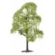 Lime Tree, All Scales, Faller Gmbh 181701