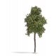 Sycamore Tree -- Late Summer 6-11/16′ 17cm Tall, HO, Busch Gmbh & Co Kg 3793