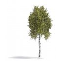 Birch Tree -- Spring 6-11/16′ 17cm Tall, HO, Busch Gmbh & Co Kg 3781