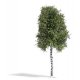 Birch Tree -- Summer 6-11/16′ 17cm Tall, HO, Busch Gmbh & Co Kg 3782