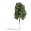 Birch Tree -- Summer 6-11/16′ 17cm Tall, HO, Busch Gmbh & Co Kg 3782