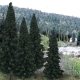 Evergreen Tree Value Pack - Ready Made Trees(TM) -- 4 - 6′ 10.2 - 15.2cm pkg(13), All Scales, Woodland Scenics 1586