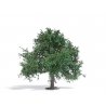 Apple Tree - Exclusive -- 2-15/16′ 7.5cm Tall, HO, Busch Gmbh & Co Kg 3652