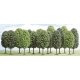 Deciduous Trees -- 1-9/16 - 2-3/8′ 4 - 6cm Tall pkg(15), All Scales, Busch Gmbh & Co Kg 6585
