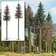 Dead Spruce Trees -- 18 & 19cm Tall pkg(2), All Scales, Busch Gmbh & Co Kg 6168