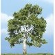 Sycamore Tree - Ready Made Premium Trees(TM) -- 4-1/4′ 11.4cm, All Scales, Woodland Scenics 1609