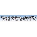 Cows pkg(7) -- Black & White, HO, Noch Gmbh & Co 15725