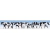 Cows pkg(7) -- Black & White, HO, Noch Gmbh & Co 15725