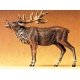 Wild Animal Figures, 1/24 - 1/25 Scale -- Bellowing Stag Elk, 1/25, Preiser Kg 47701
