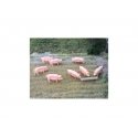 Pigs and Trough -- pkg(8), HO, Peco 5108