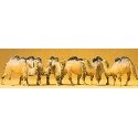 Animals -- Camels (Bactrian, 2 Humps) pkg(6), HO, Preiser Kg 20383
