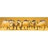 Animals -- Camels (Bactrian, 2 Humps) pkg(6), HO, Preiser Kg 20383