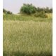 Static Grass - 5/32′ 4mm Tall - All Game Terrain -- Light Green, All Scales, Woodland Scenics 6571