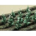 Tobacco Plants -- pkg(16), HO, JTT Miniature Tree 95586