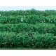 Flowering Hedges - 8 Pieces - Each 4-1/2 x 3/8 x 5/8′ 12 x 1 x 1.6cm -- Green, HO, JTT Miniature Tree 95515