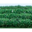 Flowering Hedges - 8 Pieces - Each 4-1/2 x 3/8 x 5/8′ 12 x 1 x 1.6cm -- Green, HO, JTT Miniature Tree 95515
