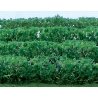 Flowering Hedges - 8 Pieces - Each 4-1/2 x 3/8 x 5/8′ 12 x 1 x 1.6cm -- Green, HO, JTT Miniature Tree 95515