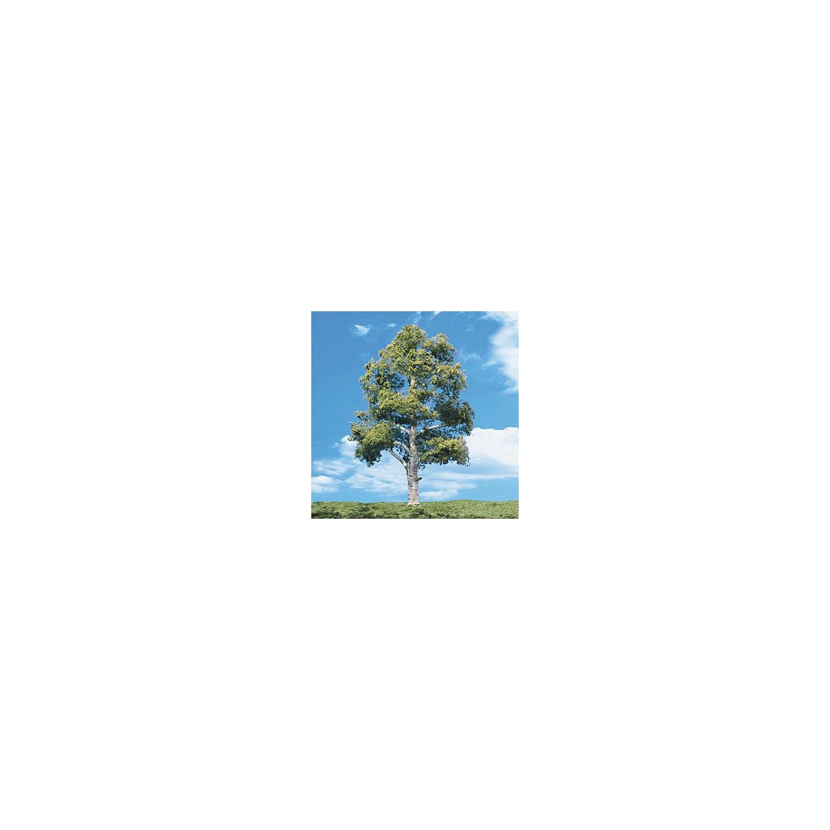Woodland Classic Trees(R) Ready Made - Waters Edge -- 5 to 6′ 12.7 to 15.2cm Tall pkg(2, All Scales, Woodland Scenics 3536